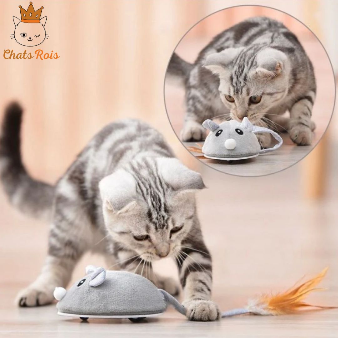 jeux-pour-chat-souris-électrique-réveille-instinct-de-chasse