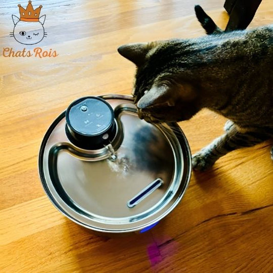 Fontaine-a-eau-chat-meilleure-sante-et-hydratation